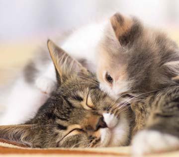 View of Introducing a kitten to older cat | NexGard SPECTRA